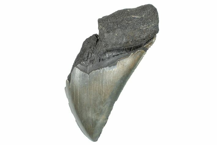 Partial Fossil Megalodon Tooth - Serrated Edge #277424
